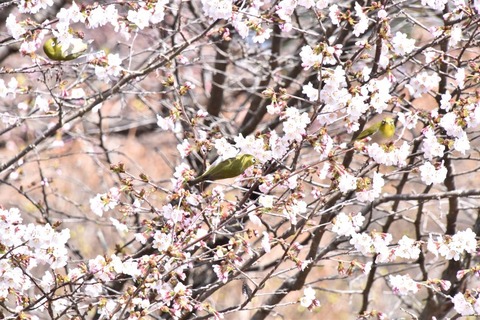 DSC_9617-1