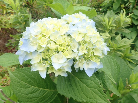 P7160047