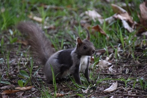 DSC_0097-1