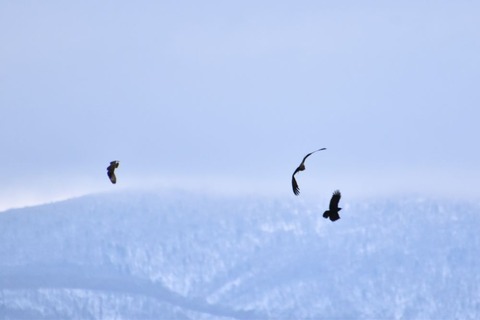 DSC_0167 (2)-1