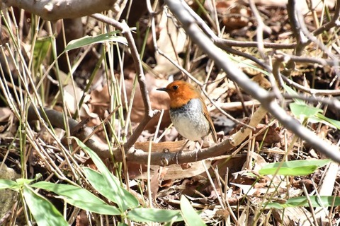 DSC_1197 (3)