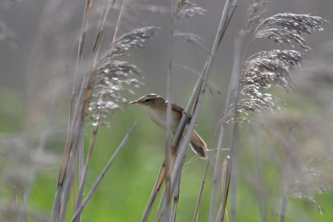 DSC_0280-1