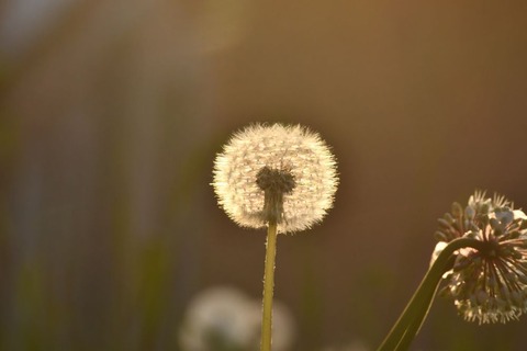 DSC_9435-1