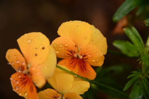 DSC_9422-1