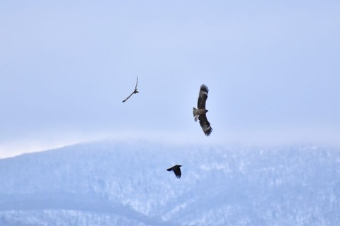 DSC_0165 (3)-1