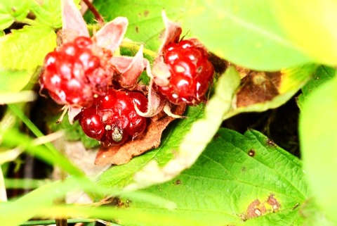 DSC_1092 (2)-1