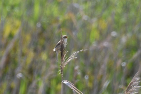 DSC_0239-1