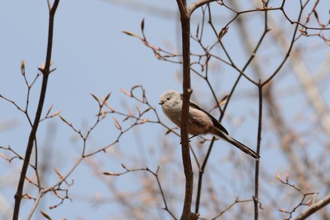 DSC_7812-1