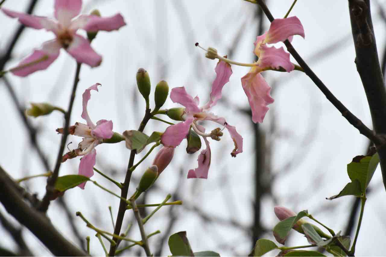 初対面 トックリキワタの花 翔雲徒然日記 初対面 トックリキワタの花 翔雲徒然日記