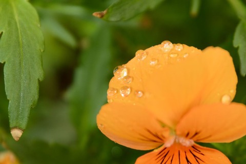 DSC_9419-1