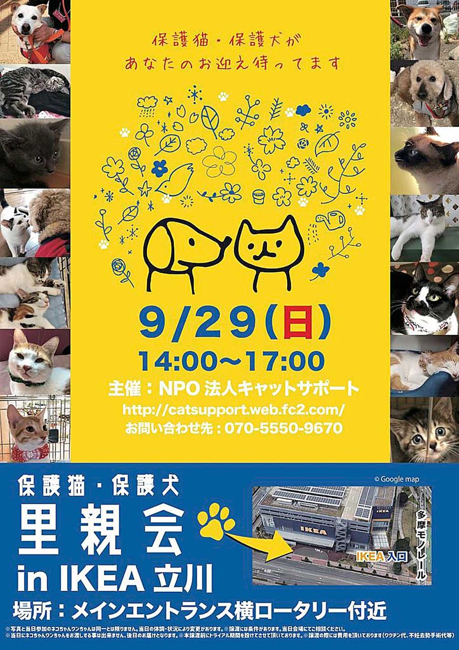 Ikea 立川 猫 犬里親会 立川市