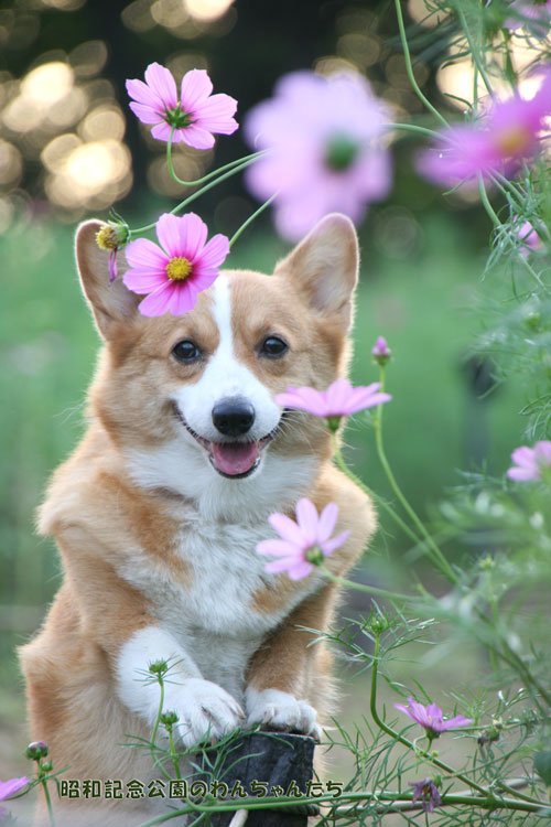 昭和記念公園 コスモス 開花状況 みんなの原っぱ 昭和記念公園のわんちゃんたち