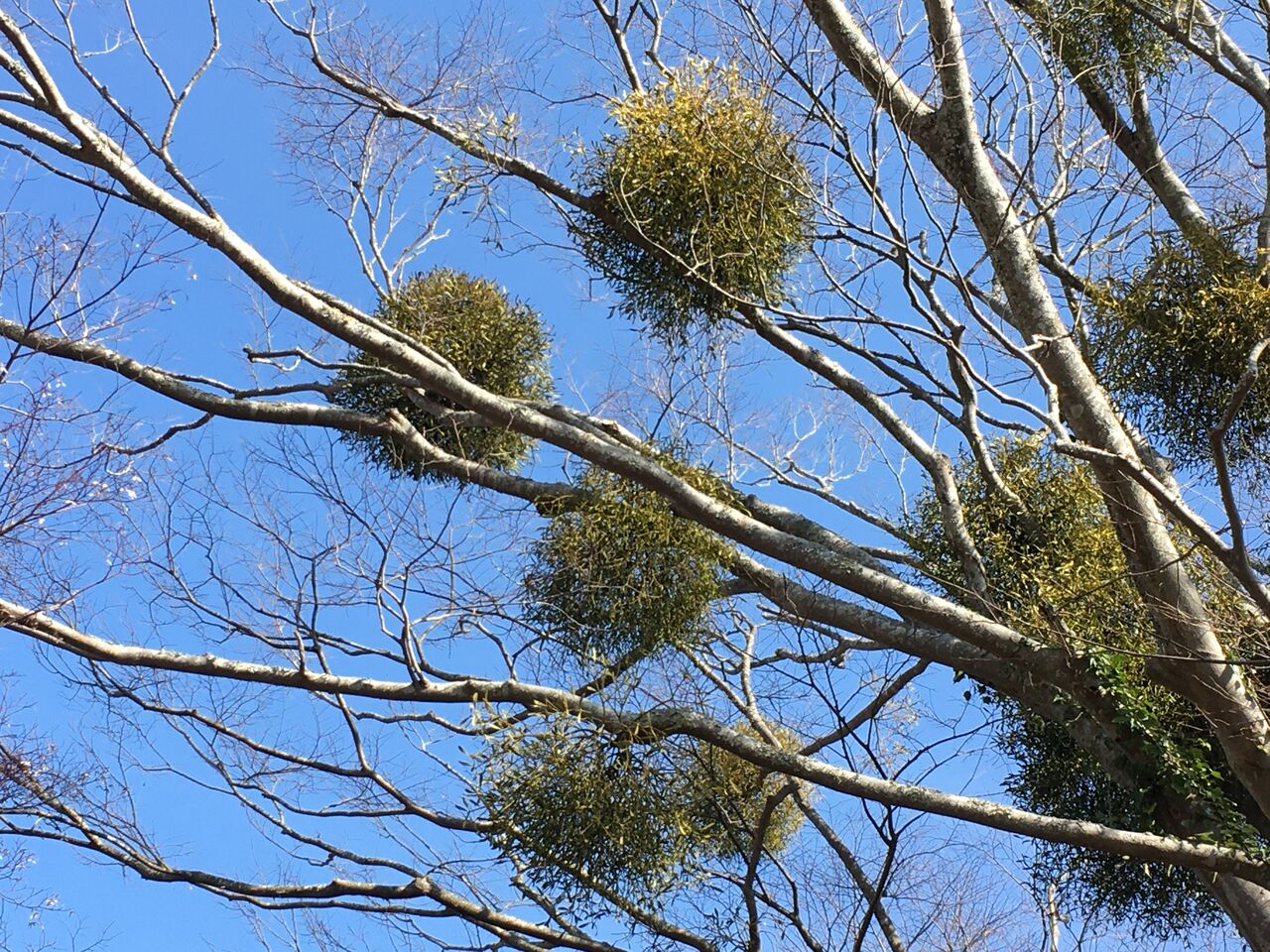 ボールのような樹形のヤドリギ 昭和の森 千葉市 Now ボールのような樹形のヤドリギ 昭和の森 千葉市 Now