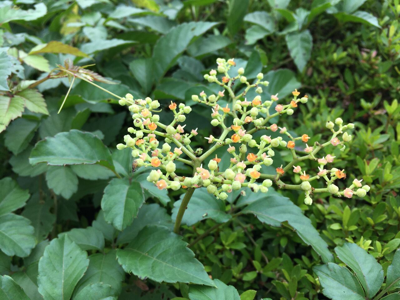 ヤブガラシ 花はかわいいけど強烈な生命力 昭和の森 千葉市 Now