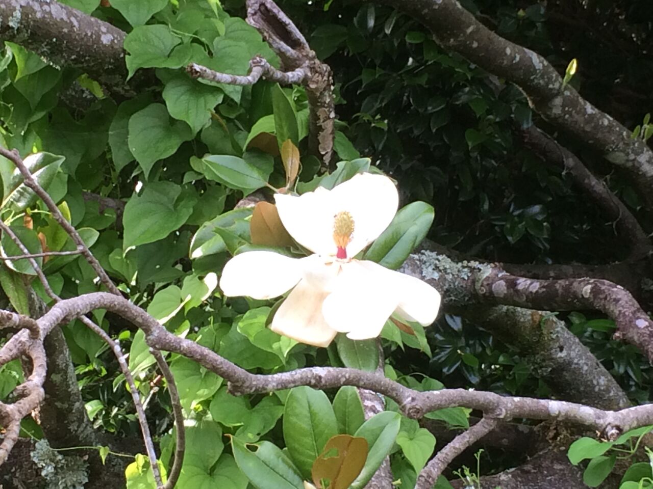 倒れても咲く大きな花 タイサンボク 昭和の森 千葉市 Now 倒れても咲く大きな花 タイサンボク 昭和の森 千葉市 Now