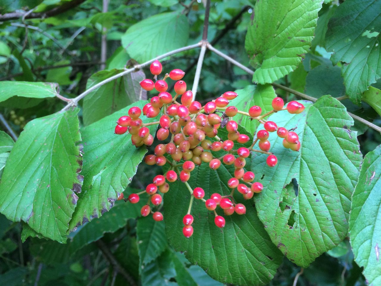 秋の赤い実 ガマズミ 昭和の森 千葉市 Now