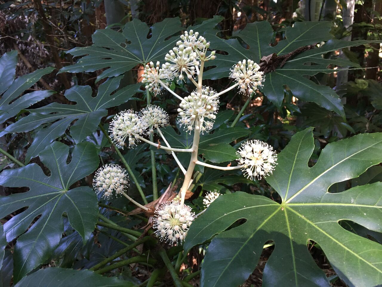 初冬の放射状の白い花 ヤツデ 昭和の森 千葉市 Now 初冬の放射状の白い花 ヤツデ 昭和の森 千葉市 Now