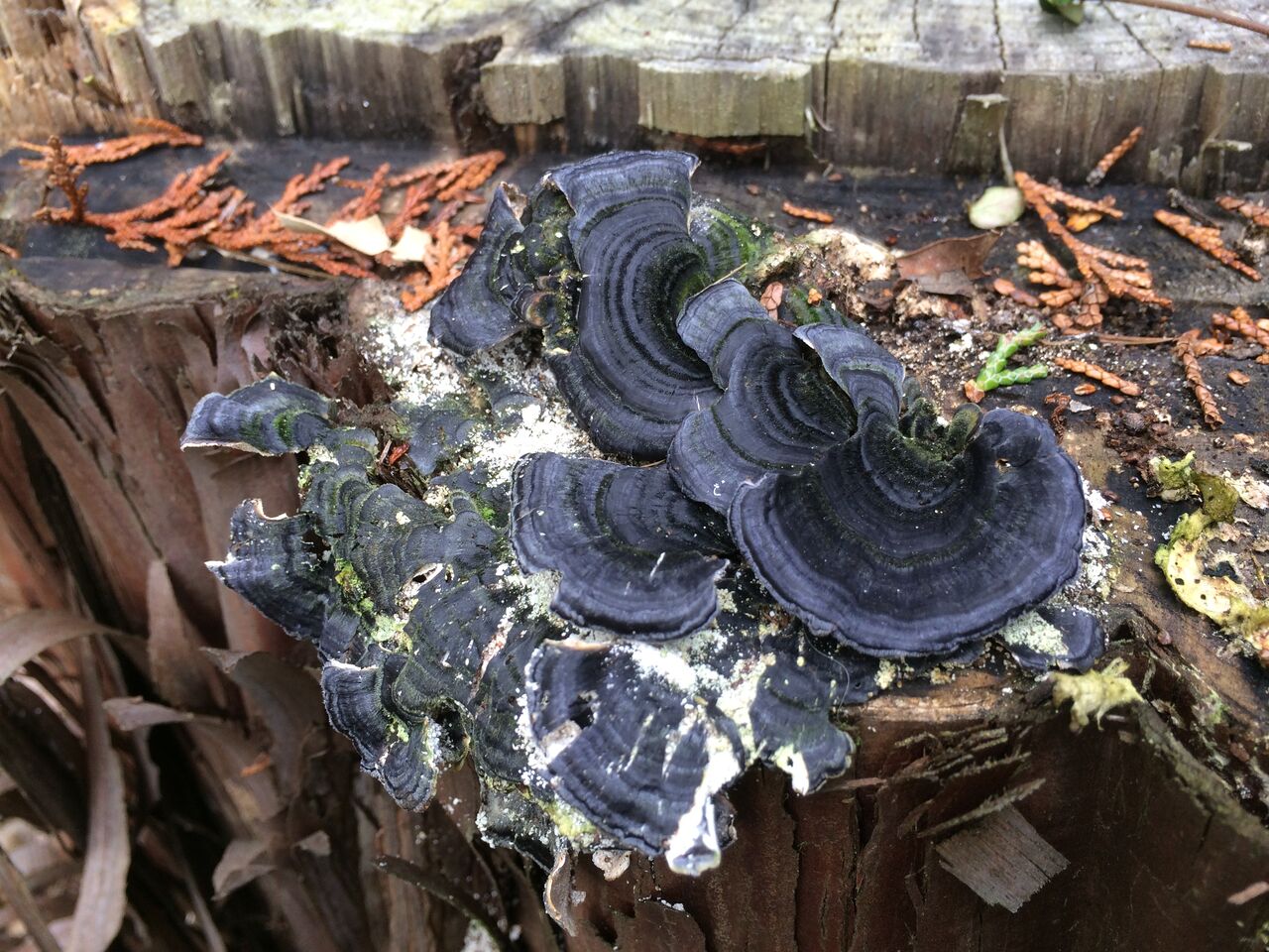 切り株に黒いキノコ 昭和の森 千葉市 Now 切り株に黒いキノコ 昭和の森 千葉市 Now