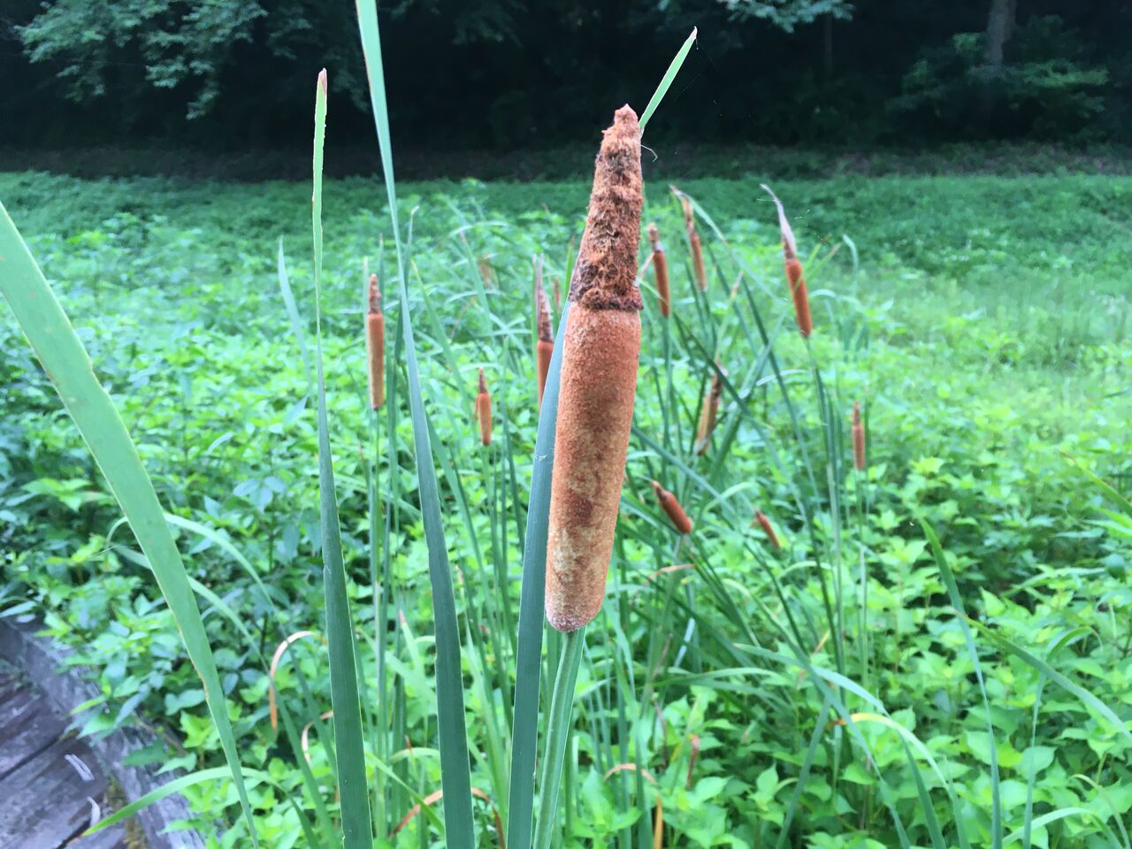 ガマの穂は花 昭和の森 千葉市 Now