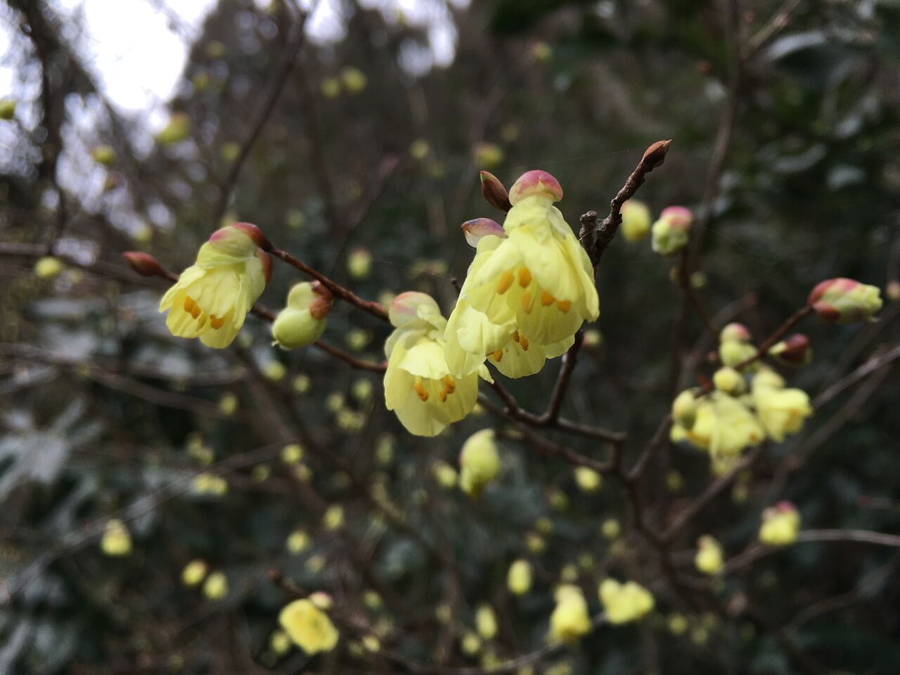 3月11日 ヒュウガミズキの黄色い花 昭和の森 千葉市 Now