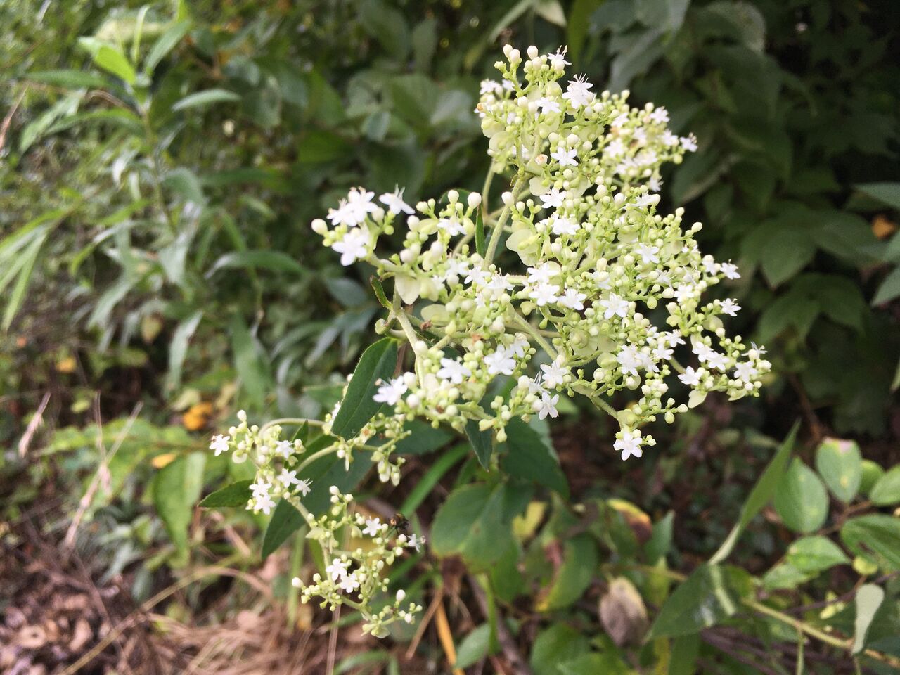 オトコエシ 白い小花の花 昭和の森 千葉市 Now