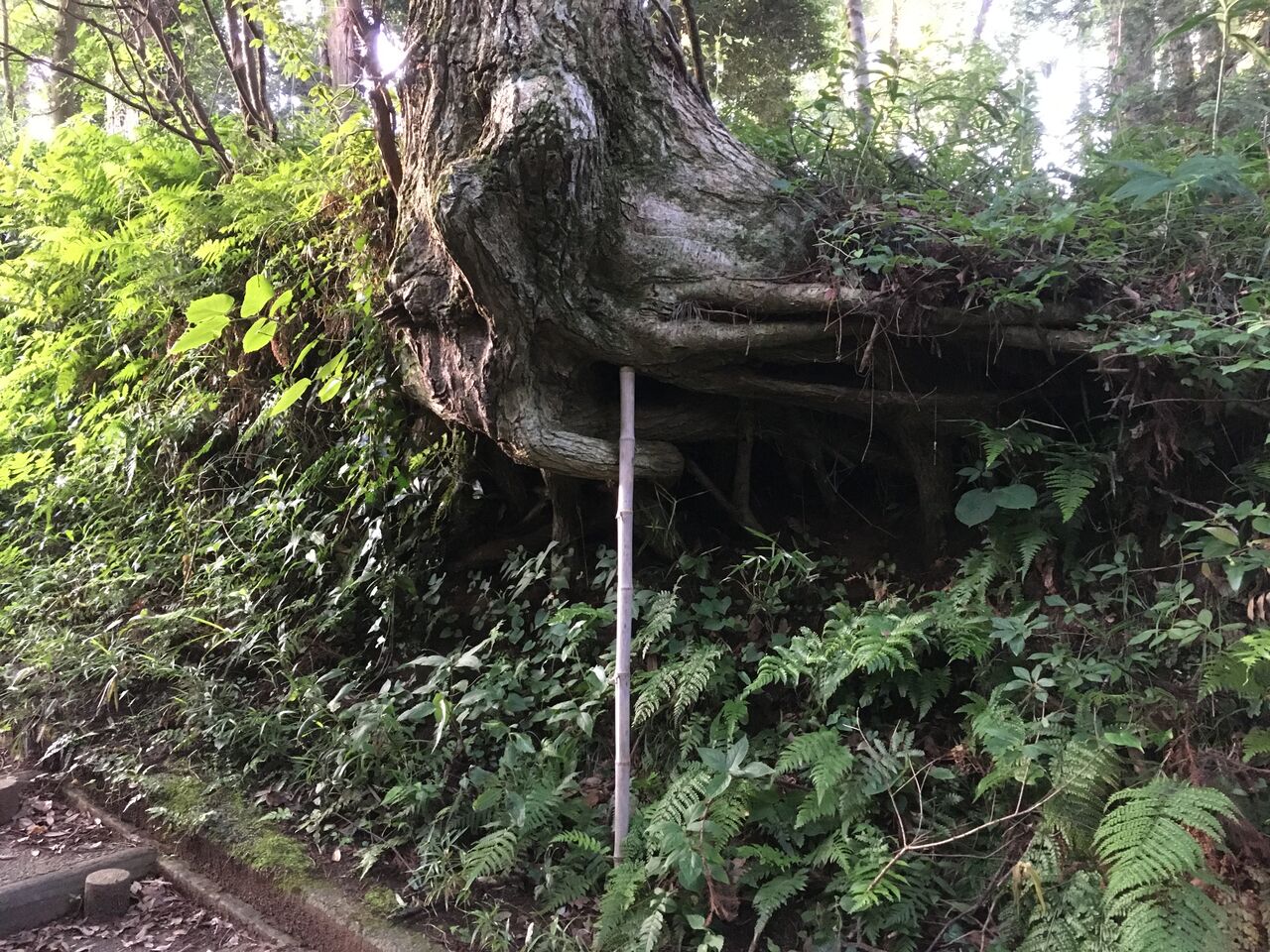 大木の根元につっかえ棒 昭和の森 千葉市 Now
