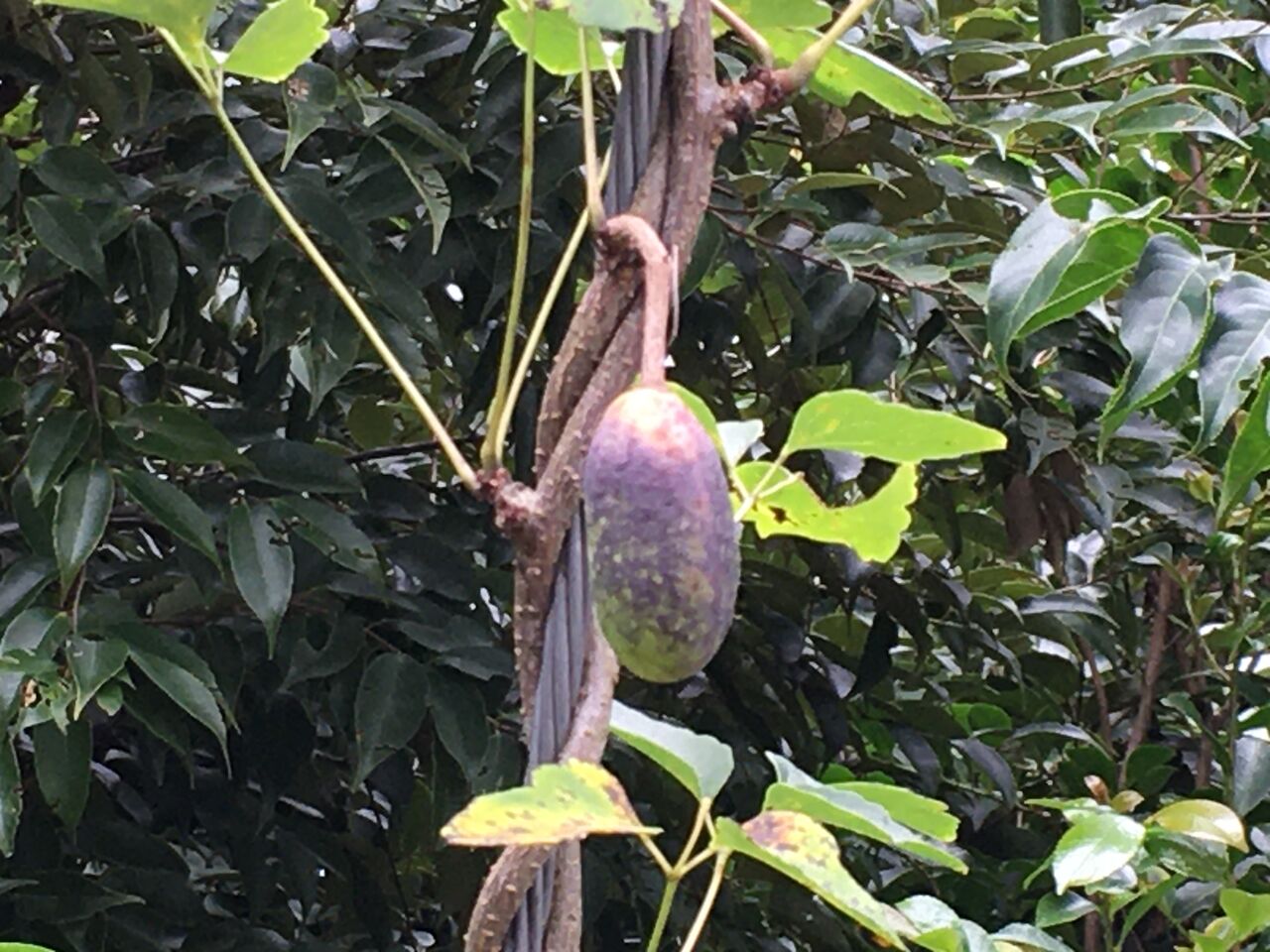 秋の実 アケビは紫 カラスウリは赤 昭和の森 千葉市 Now