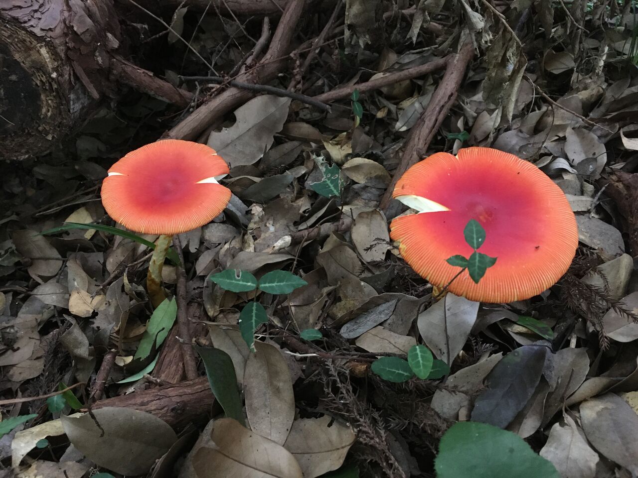 タマゴダケ 白い殻から赤い卵 昭和の森 千葉市 Now