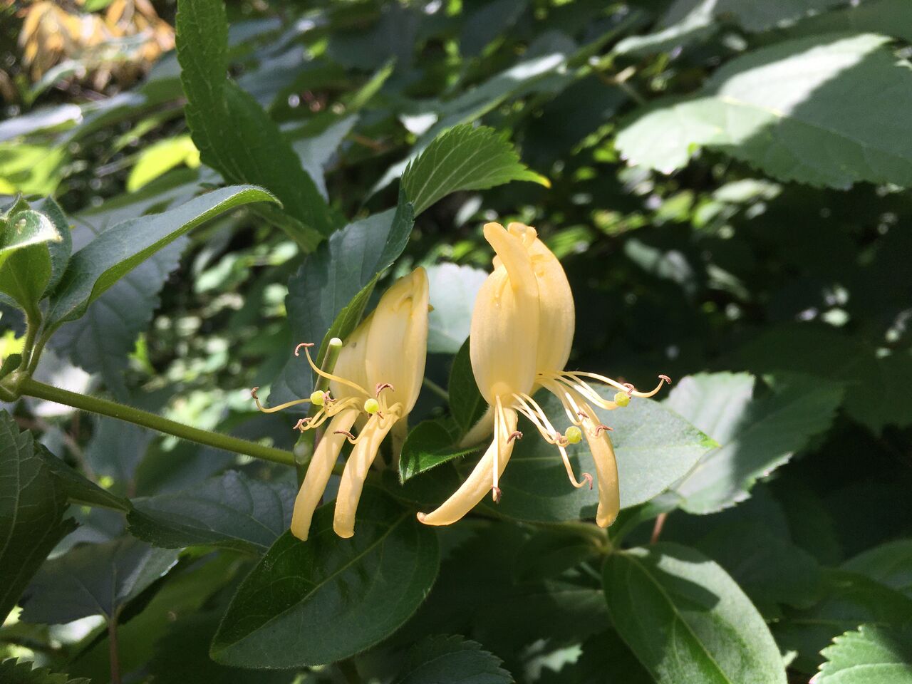 ツタの花 スイカズラとテイカカズラ 昭和の森 千葉市 Now