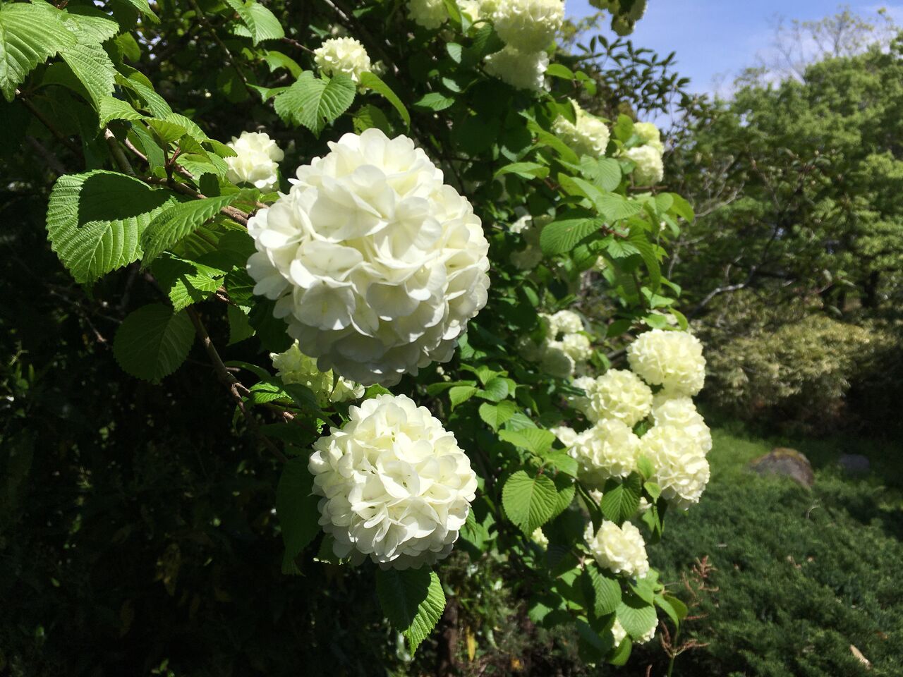 緑から白に 爽やかなオオテマリの花 昭和の森 千葉市 Now