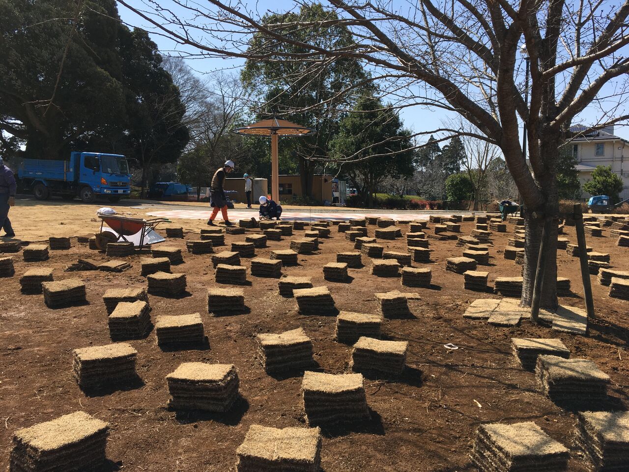 芝生は1枚ずつ敷きます 昭和の森 千葉市 Now 芝生は1枚ずつ敷きます 昭和の森 千葉市 Now