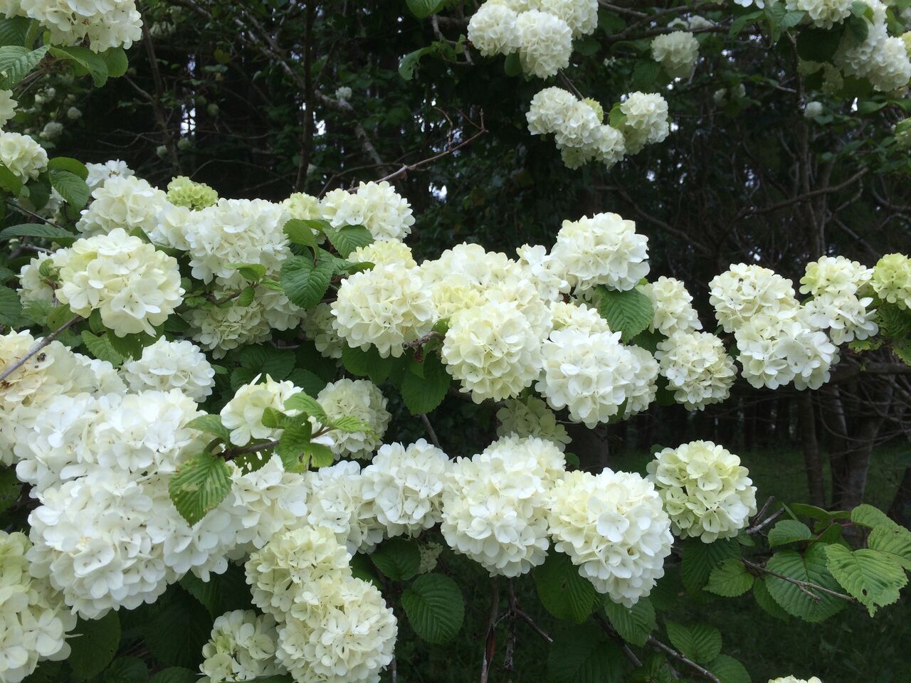 コテマリにオオテマリ 小花の密生 昭和の森 千葉市 Now