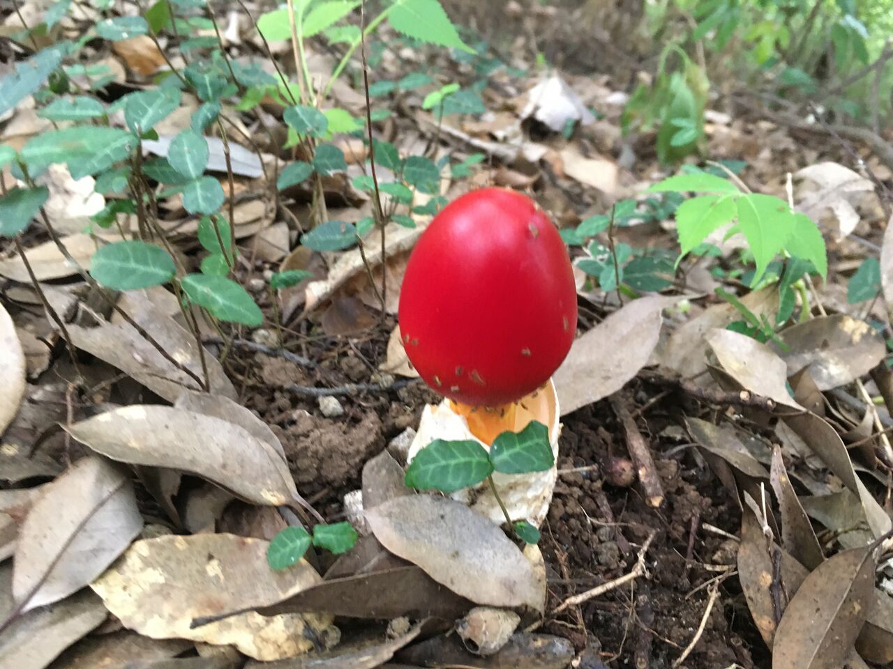 タマゴダケ 白い殻から赤い卵 昭和の森 千葉市 Now