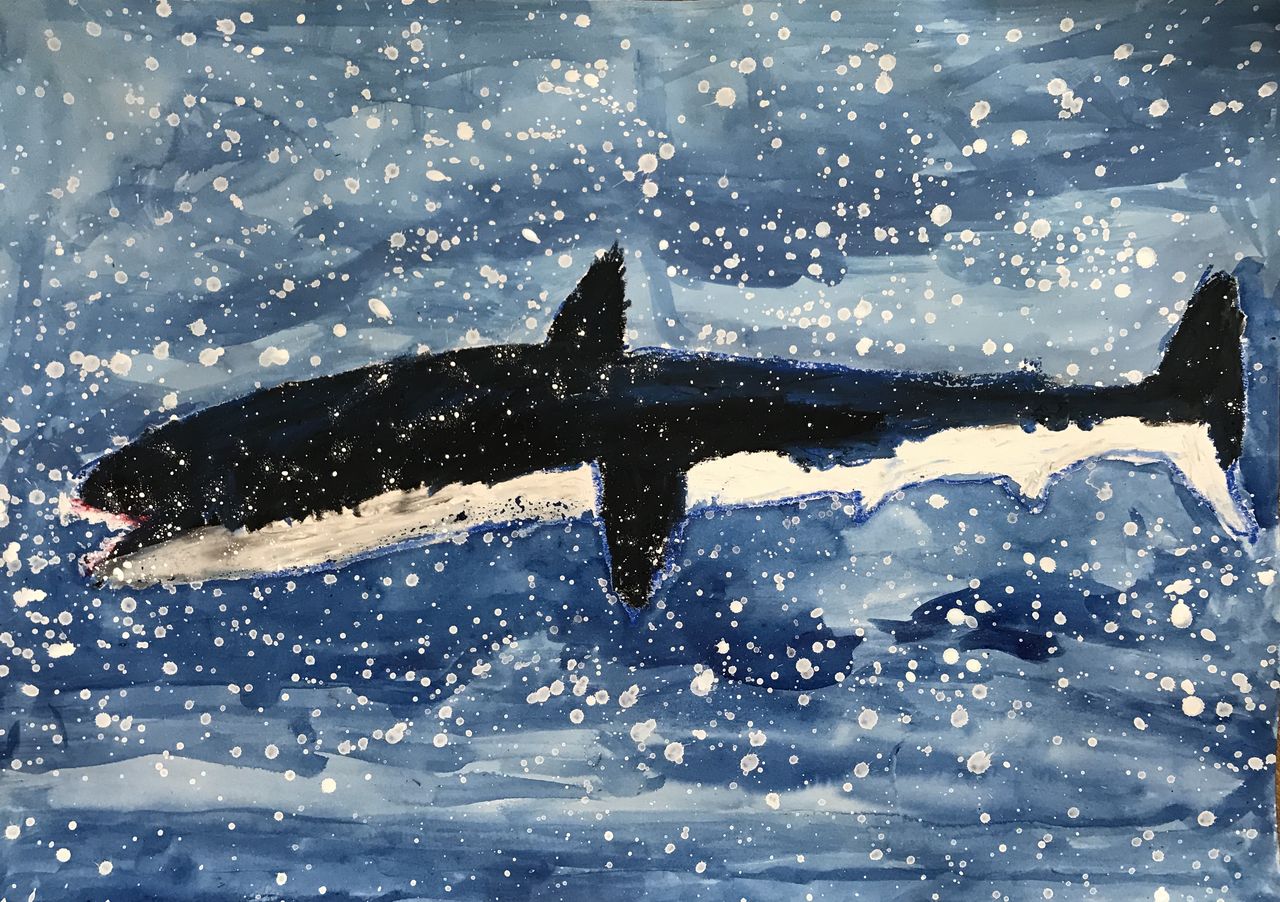 はげしいホウジロザメ Show Show Kids Blog