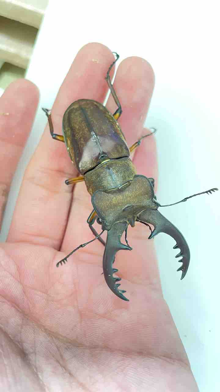 21年神奈川県東部カブトクワガタ採集総集編 Suyのクワ部屋 21年神奈川県東部カブトクワガタ採集総集編 Suyのクワ部屋