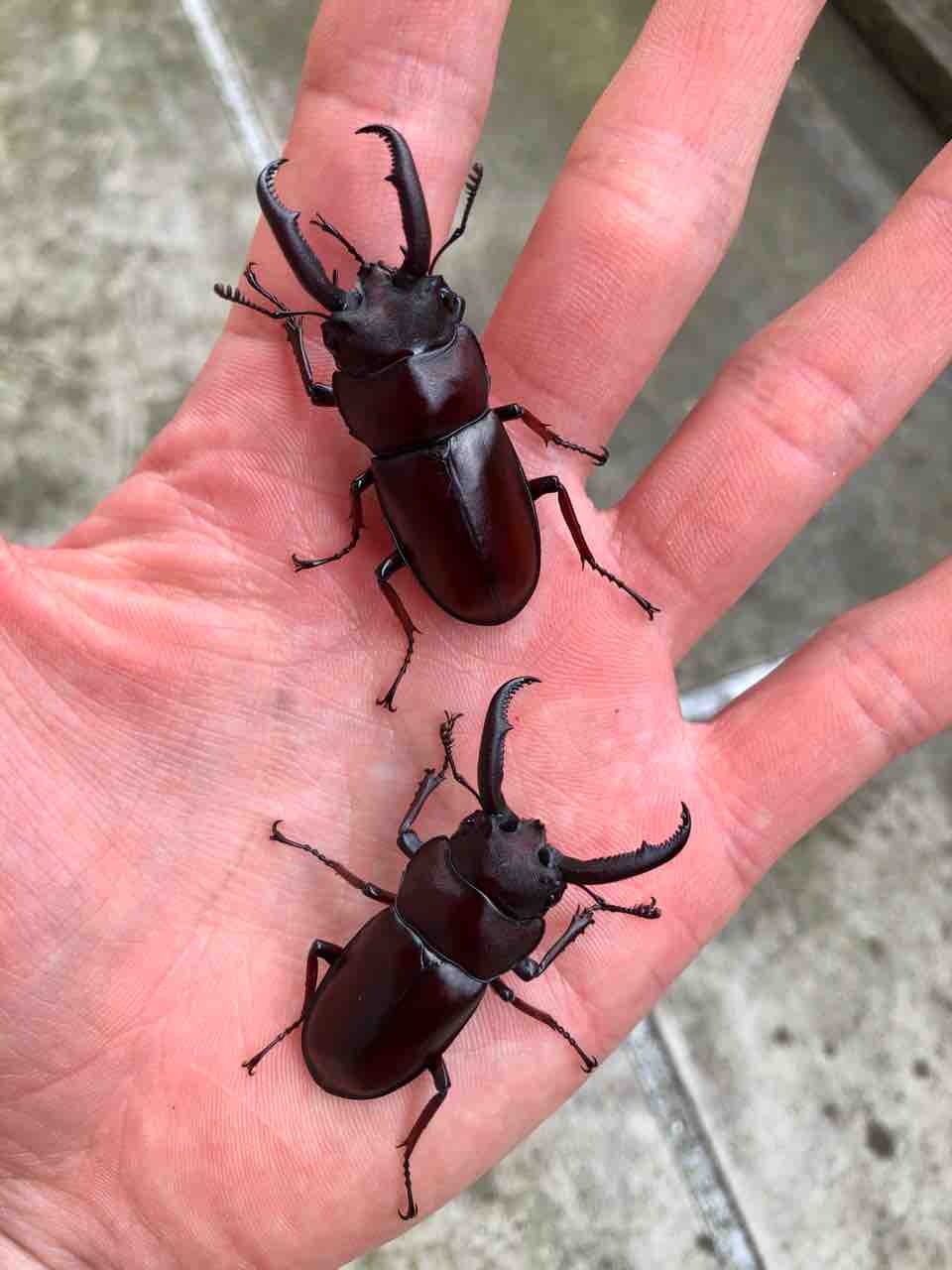 ペロッティシカクワガタ飼育記録-羽化〜産卵編 : SUYのクワ部屋