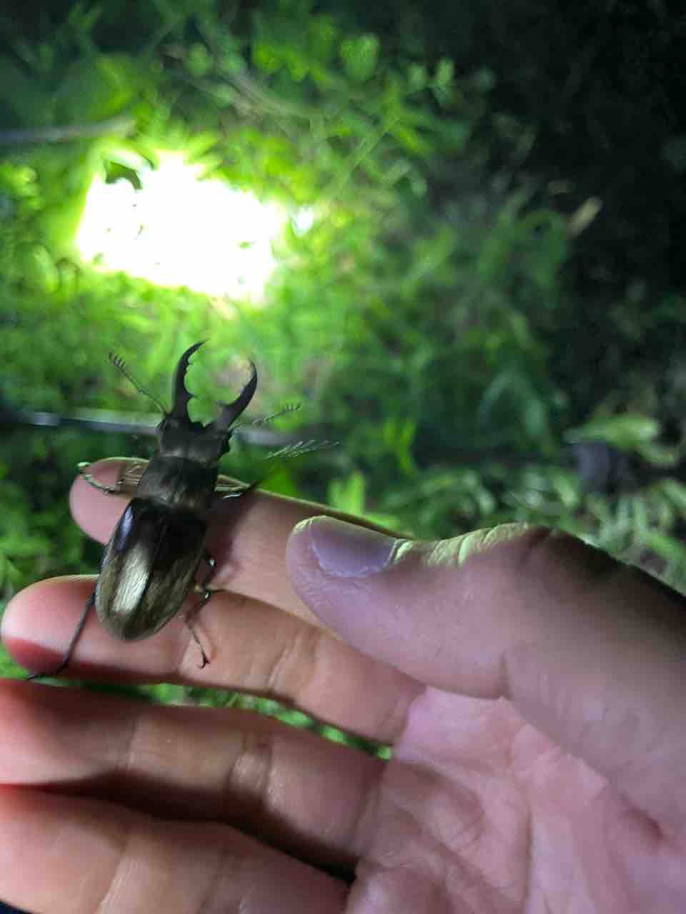 クワガタ カブトムシ ヒラタ ミヤマ コクワ ノコギリ 標本 10個体 剥製