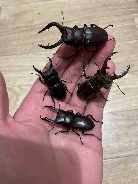 クワガタ カブトムシ ヒラタ ミヤマ コクワ ノコギリ 標本 10個体 剥製