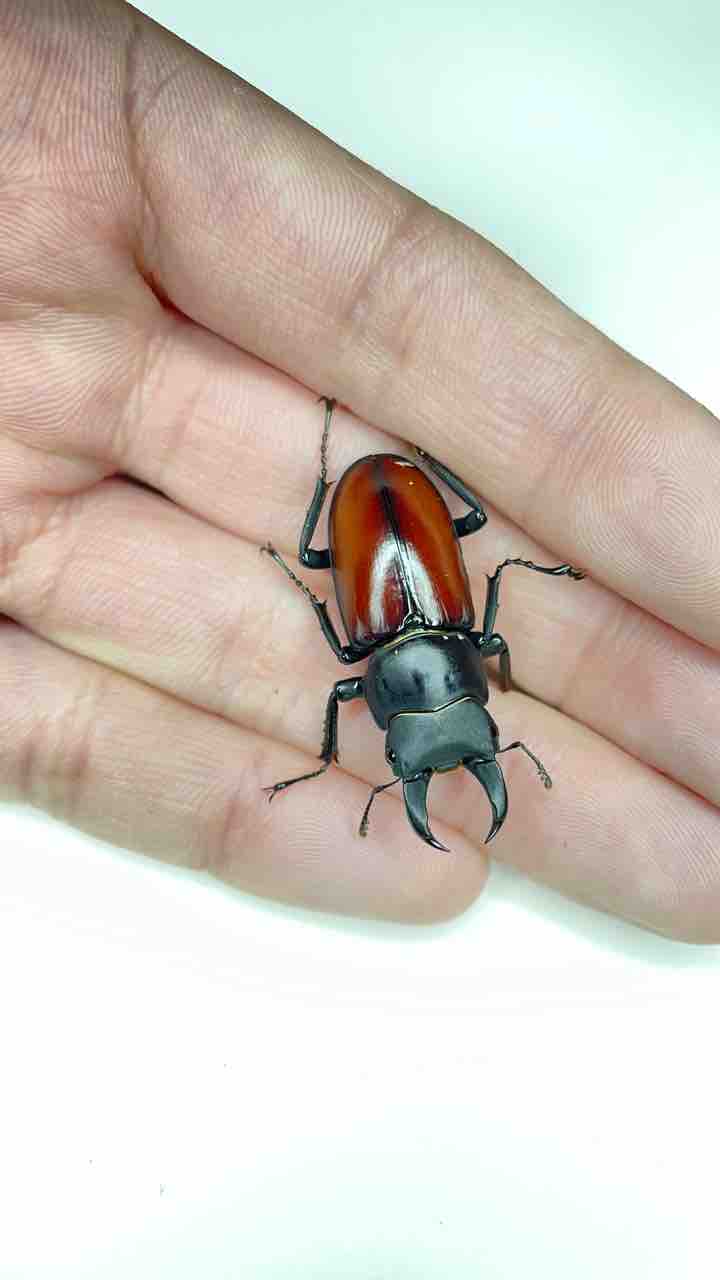 マクレイコクワガタ 標本 2019,12/2 新着WILD チベット便 メトク県マクレイコクワ ♂62mm