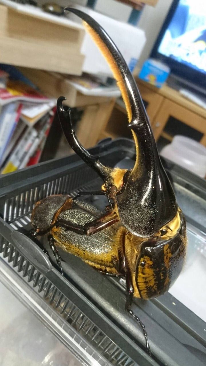 レベンタドール産ヘラクレスリッキーWF2飼育開始 : SUYのクワ部屋