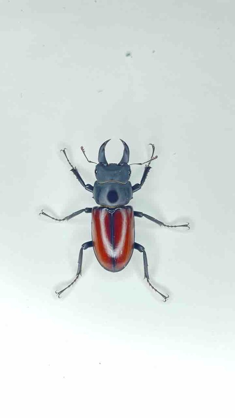 マクレイコクワガタ 標本 マクレイコクワガタ飼育記録 : SUYのクワ部屋