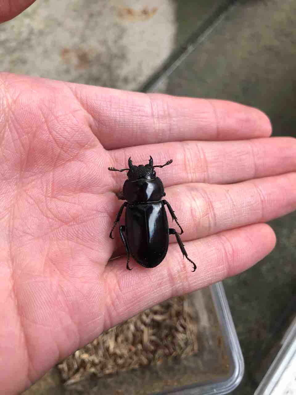 ペロッティシカクワガタ飼育記録-羽化〜産卵編 : SUYのクワ部屋