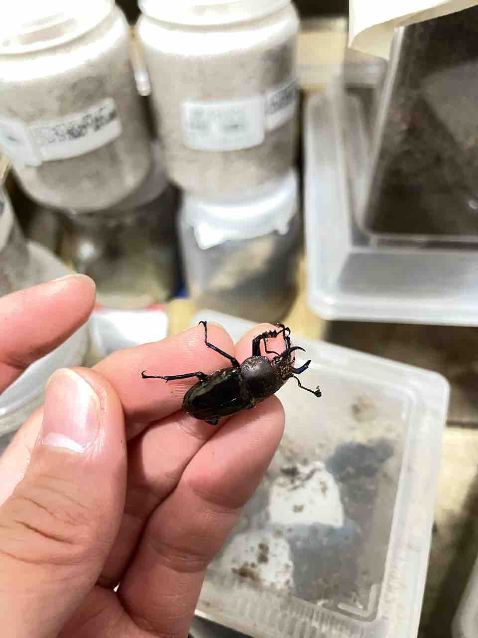 ドウイロクワガタ飼育記録 : SUYのクワ部屋