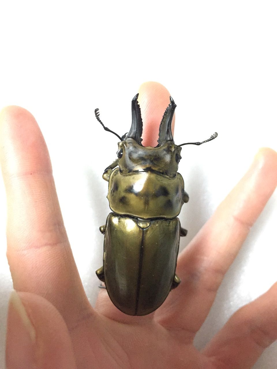 Ａ.ローゼンベルク　オオゴンオニ野外品3体セット 2024-25年度版】ローゼンベルグオウゴンオニクワガタの飼育