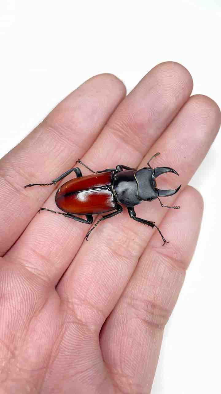 マクレイコクワガタ 標本 オオクワガタ♂62mm＋♀44mm（クワガタ標本） : オオクワ京都