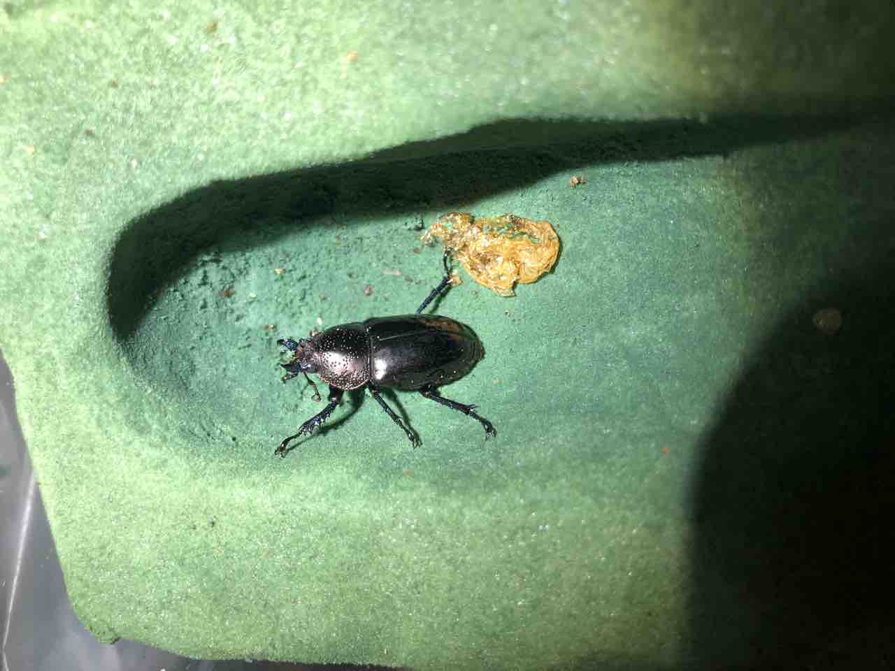 ドウイロクワガタ飼育記録 : SUYのクワ部屋
