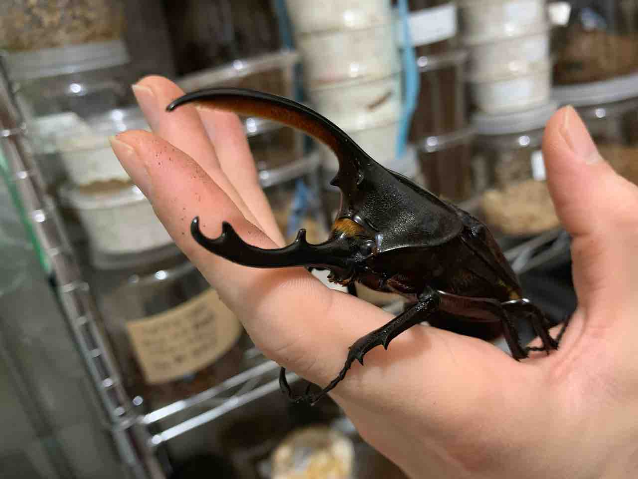 ヘラクレスオキシデンタリスwf1羽化 Suyのクワ部屋 ヘラクレスオキシデンタリスwf1羽化 Suyのクワ部屋