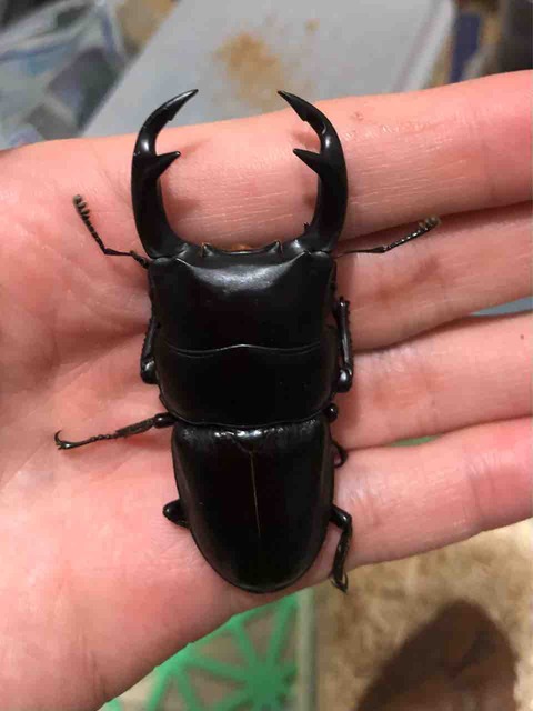 チベット産クルビデンスオオクワガタ割り出し : SUYのクワ部屋