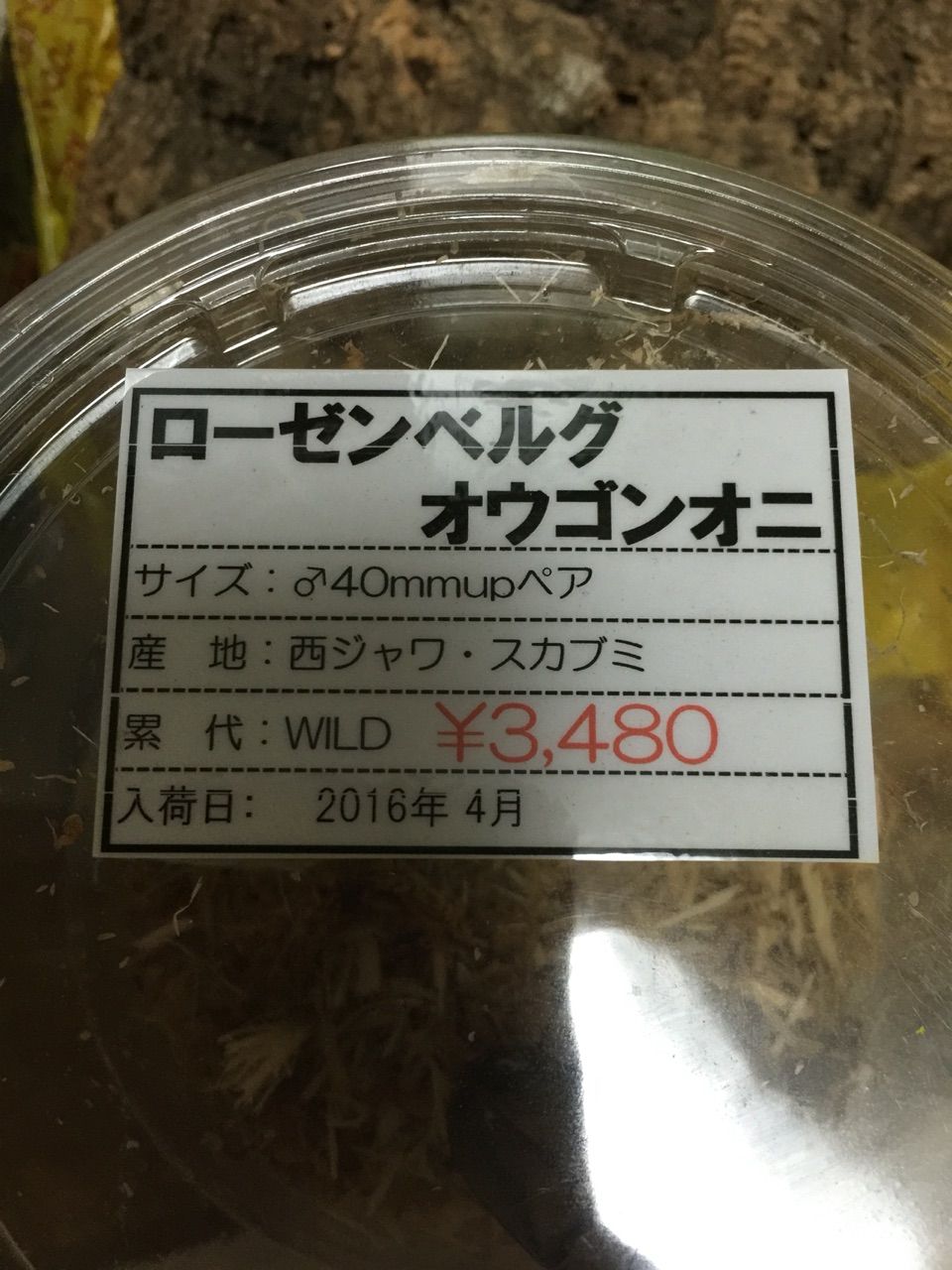 ジャワ産 ローゼンベルグオウゴンオニ 80mm. ローゼンベルグ