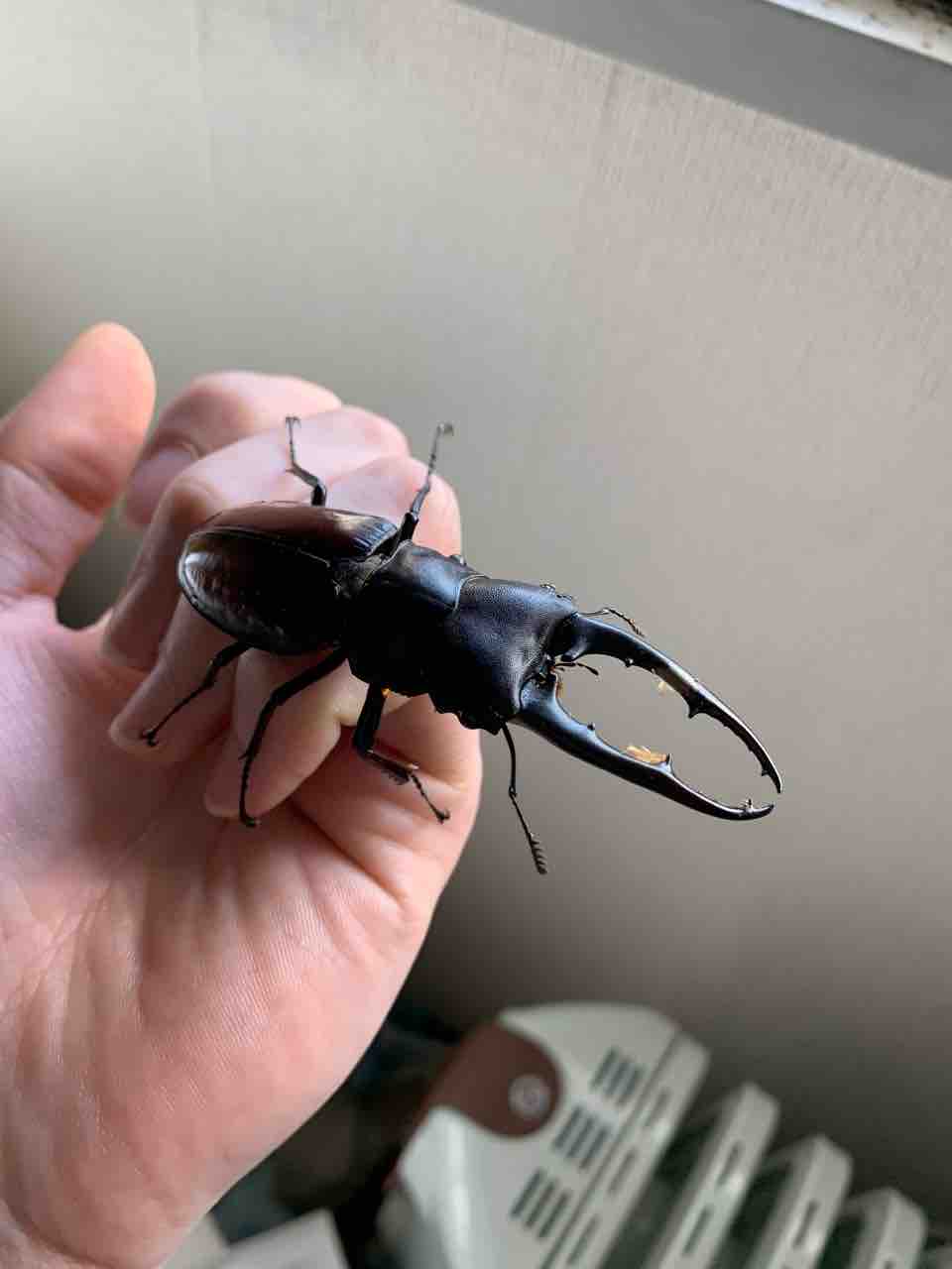 ツカモトフタマタ羽化！ : SUYのクワ部屋